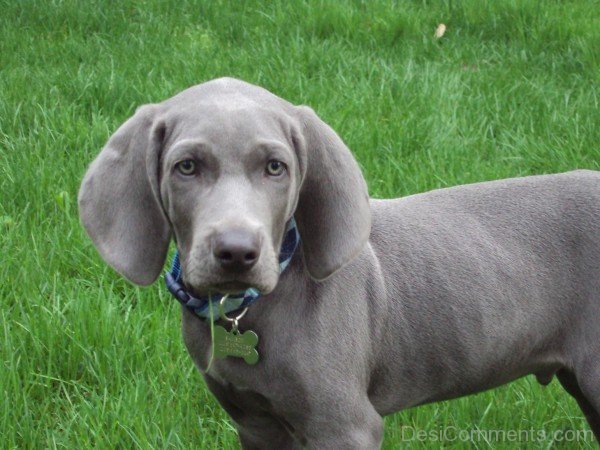 Weimaraner Brown Puppy-ADB250031DC012530