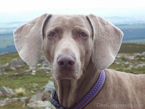 Weimaraner Closeup