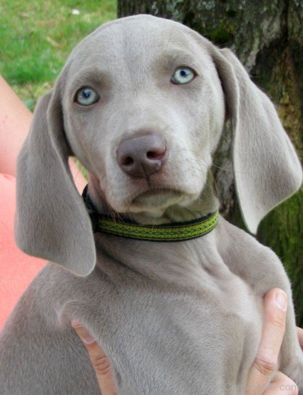 Weimaraner Cute Puppy