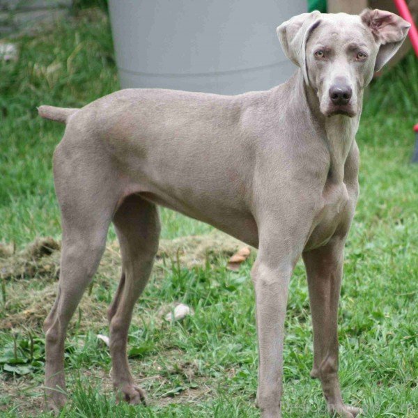 Weimaraner Dog