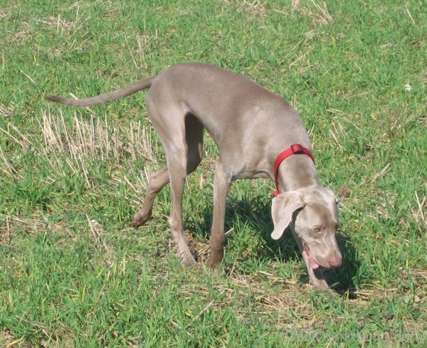 Weimaraner Dog Breed