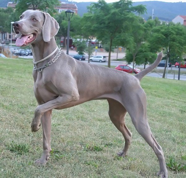 Weimaraner Dog Image