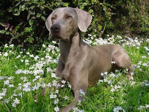 Weimaraner Dog In Flowers