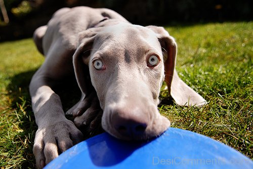 Weimaraner Dog Killer Eye