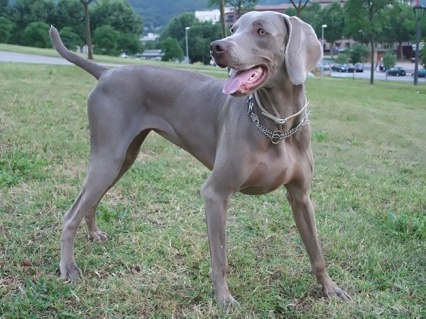 Weimaraner Dog On Grass