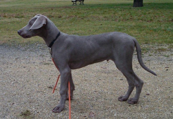 Weimaraner Dog On Road