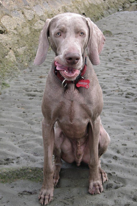 Weimaraner Dog On Sand