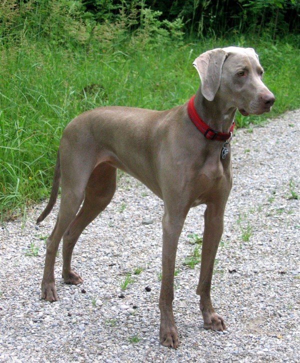 Weimaraner Dog Picture