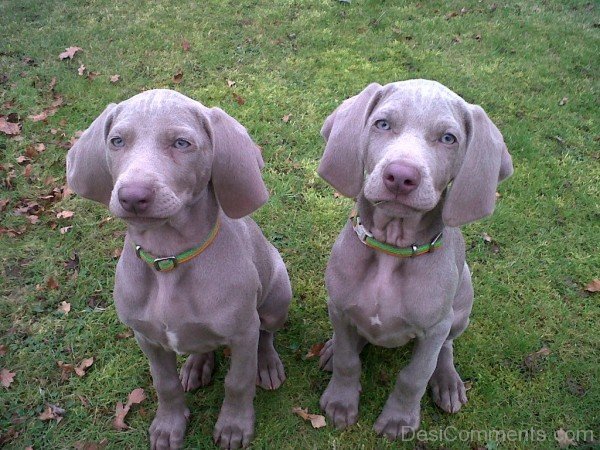 Weimaraner Dog Puppies-ADB250035DC012536