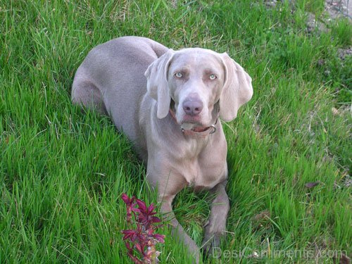 Weimaraner Dog Sitting On Grass