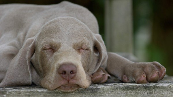 Weimaraner Dog Sleeping