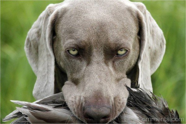 Weimaraner Hunter Dog