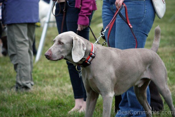 Weimaraner Hunting Dog