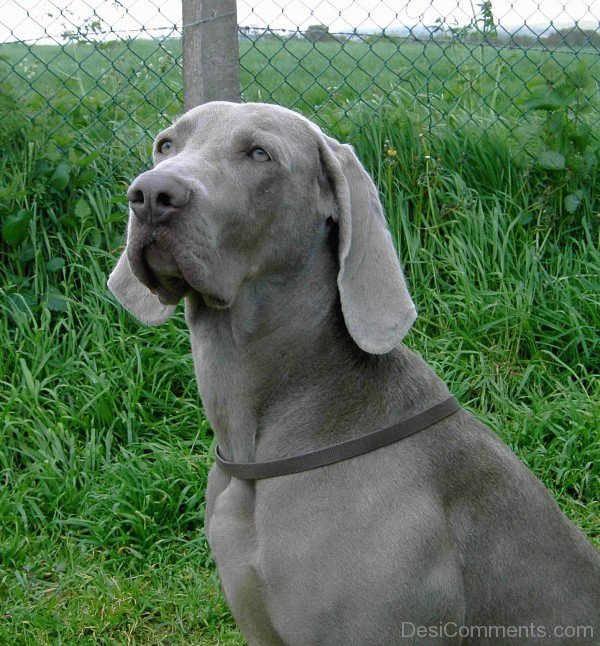 Weimaraner Image