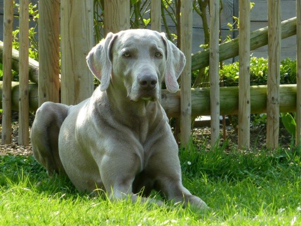 Weimaraner In Park