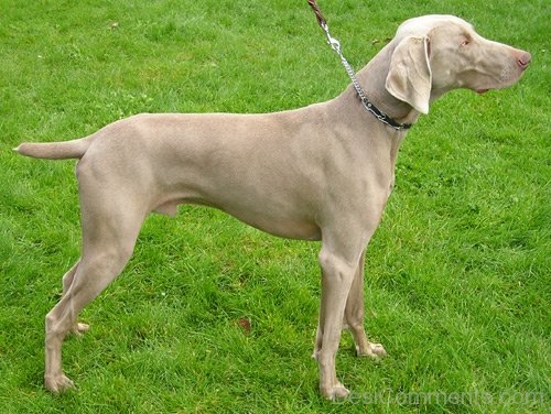 Weimaraner On Grass