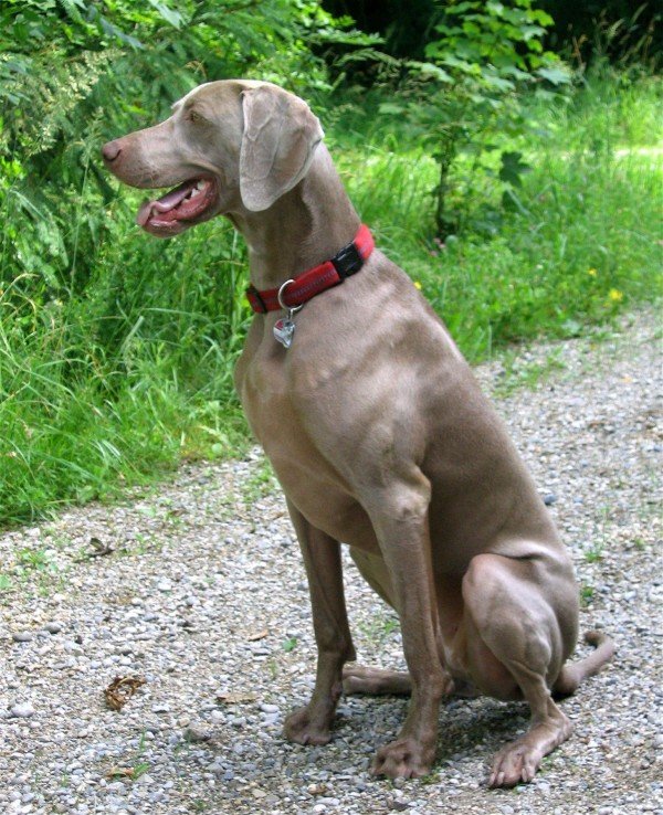 Weimaraner On Road