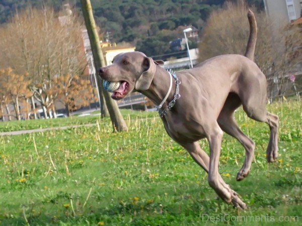 Weimaraner Playing With Ball