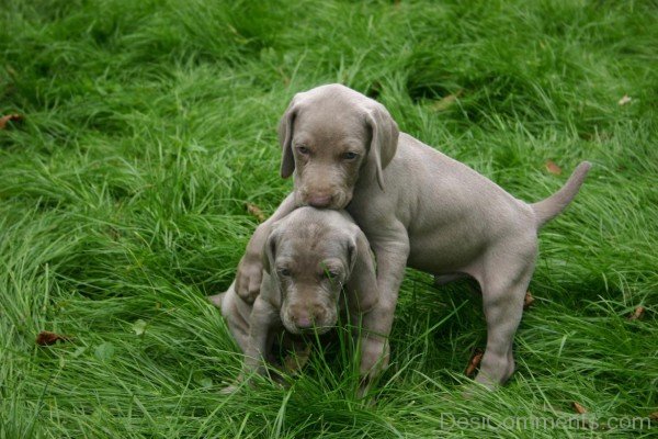 Weimaraner Puppies