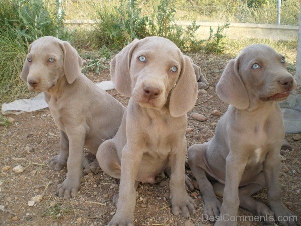 Weimaraner Puppies On Sand