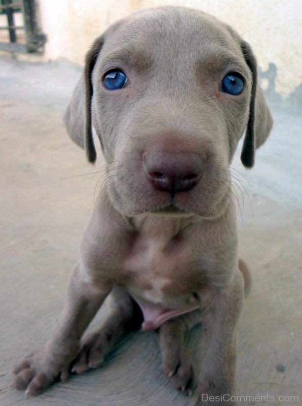 Weimaraner Puppy Closeup