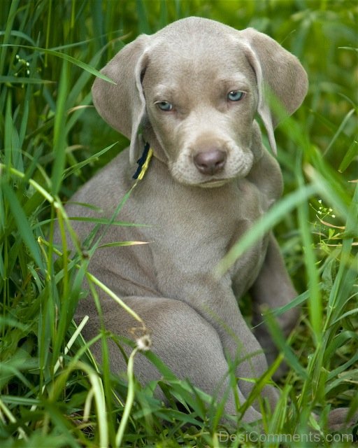 Weimaraner Puppy Image