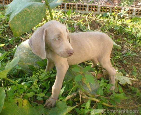 Weimaraner Puppy In Gardan