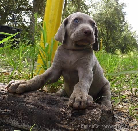 Weimaraner Puppy Photo