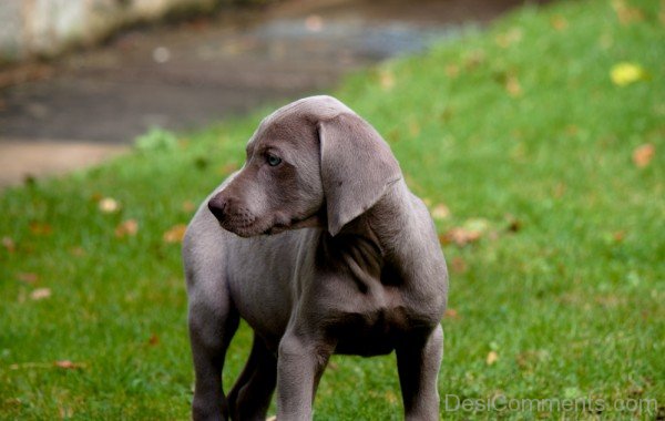 Weimaraner Puppy Picture