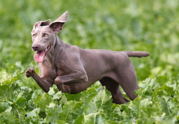 Weimaraner Running Dog