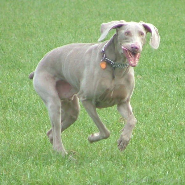 Weimaraner Running On Grass