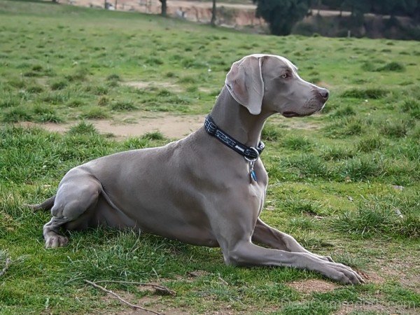 Weimaraner Sitting