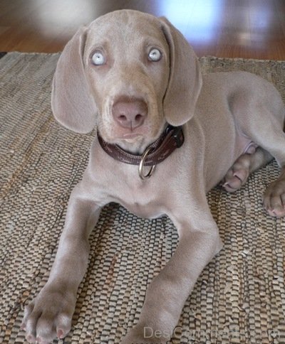 Weimaraner Sitting Puppy