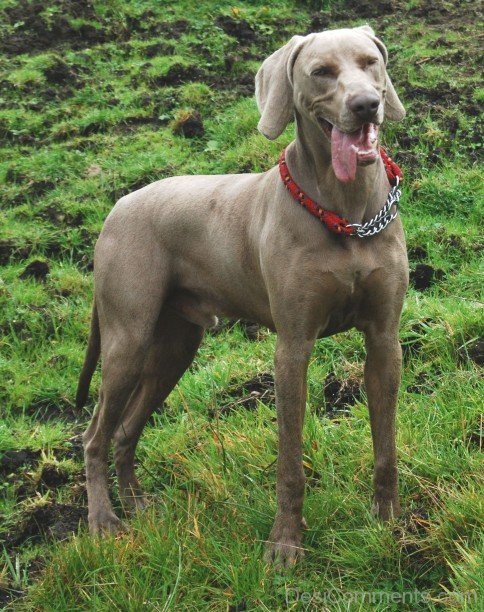 Weimaraner Vorstehhund