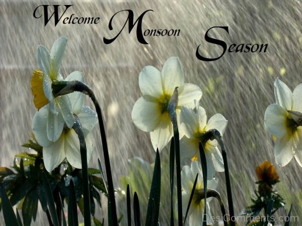Welcome Monsoon Season