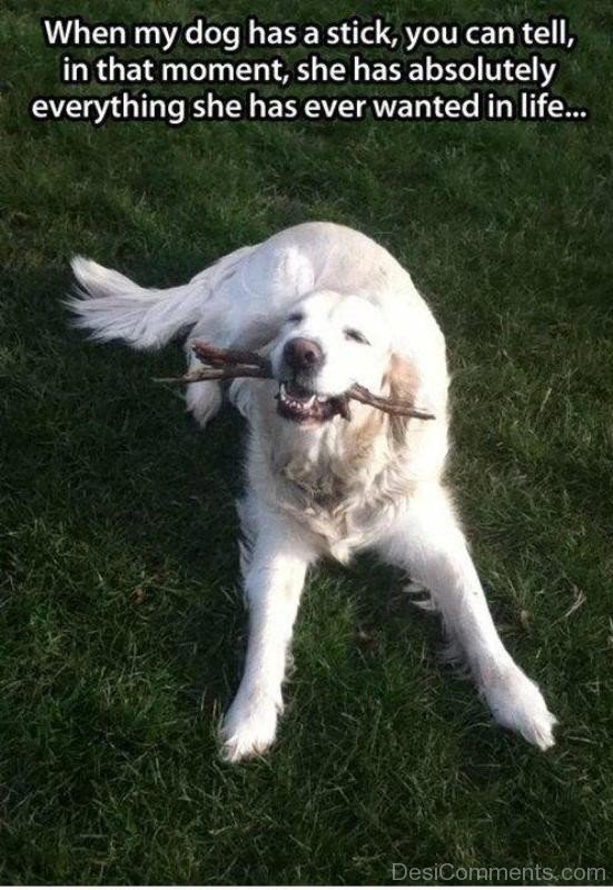When My Dog Has A Stick You Can Tell In That Moment, She Has Absolutely Everyrthing She Has Ever Wanted In Life-DC106