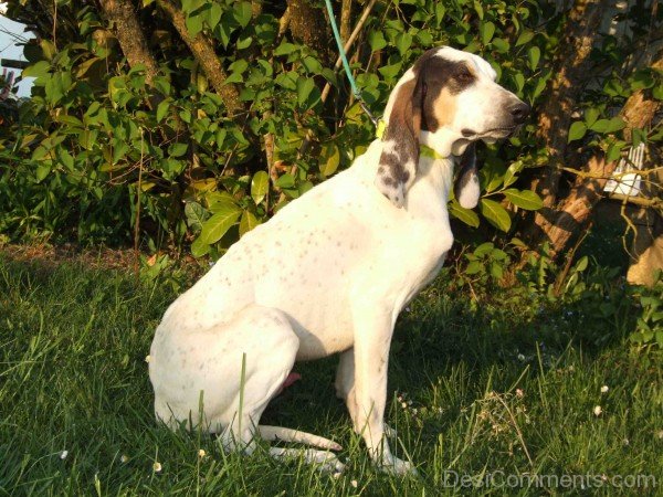 White Ariege Pointer Dog