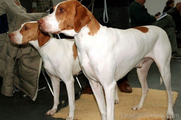 White Ariege Pointer Dogs-ADB98510DC1211