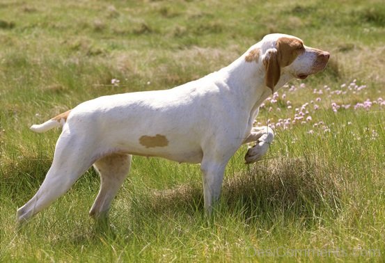 White Ariege Pointer In Forest