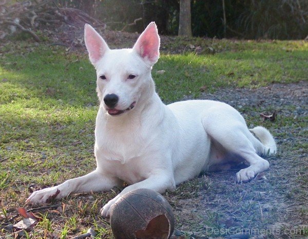 White Australian Kelpie Dog-ADB65DB41DC0DC41