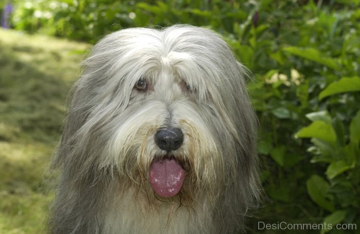 White Bearded Collie Dog - DesiComments.com