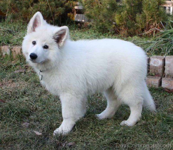 White Berger Blanc Suisse-ADB96321DC90DC23