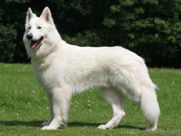 White Berger Blanc Suisse Dog-ADB96307DC90DC08