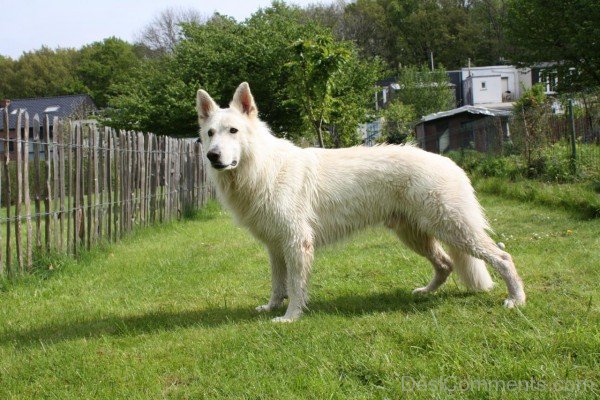 White Berger Blanc Suisse Dog Photo-ADB96376DC90DC78