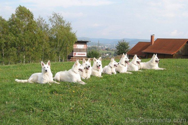 White Berger Blanc Suisse Dogs