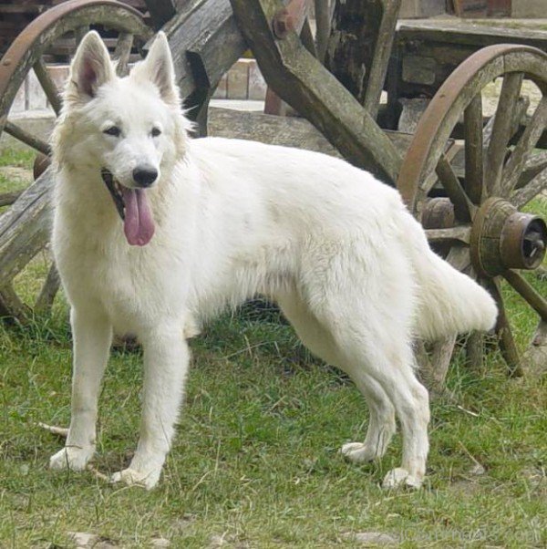 White Berger Blanc Suisse Image-ADB96317DC90DC17