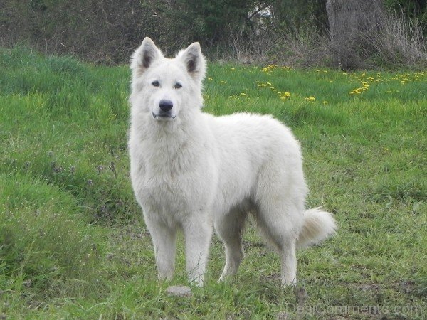 White Berger Blanc Suisse In Forest-ADB96384DC90DC84