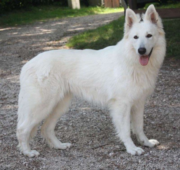 White Berger Blanc Suisse On Road-ADB96311DC90DC12