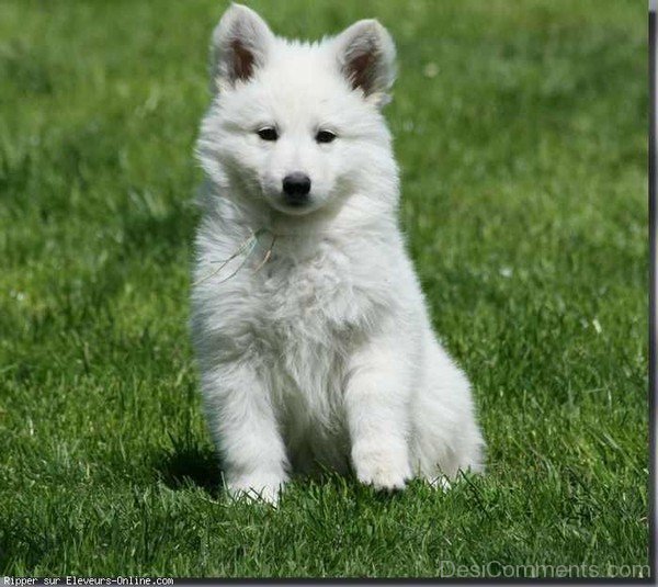 White Berger Blanc Suisse Puppy-ADB96325DC90DC28