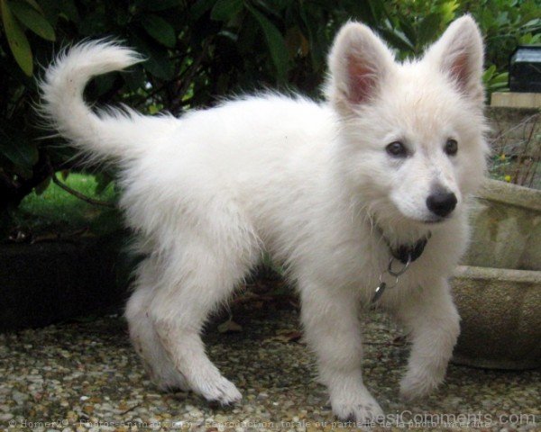 White Berger Blanc Suisse Puppy Image-ADB96342DC90DC46